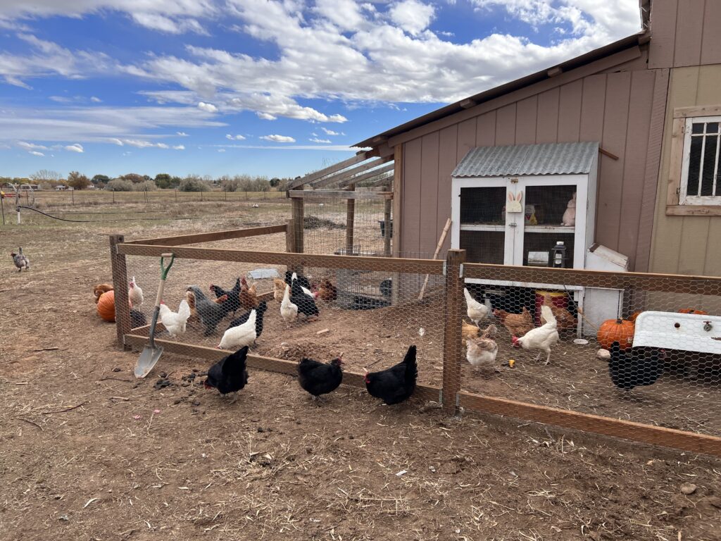 Chickens in front of a barn eating chicken scratch