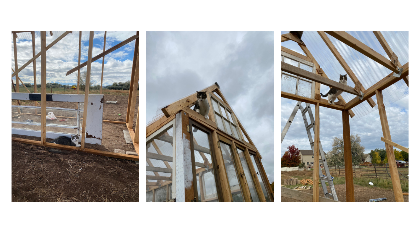 Cat climbing on top of trusses