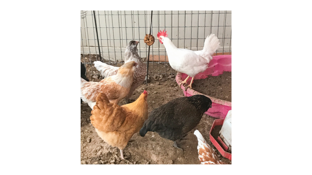 Chickens pecking at a hanging flock block