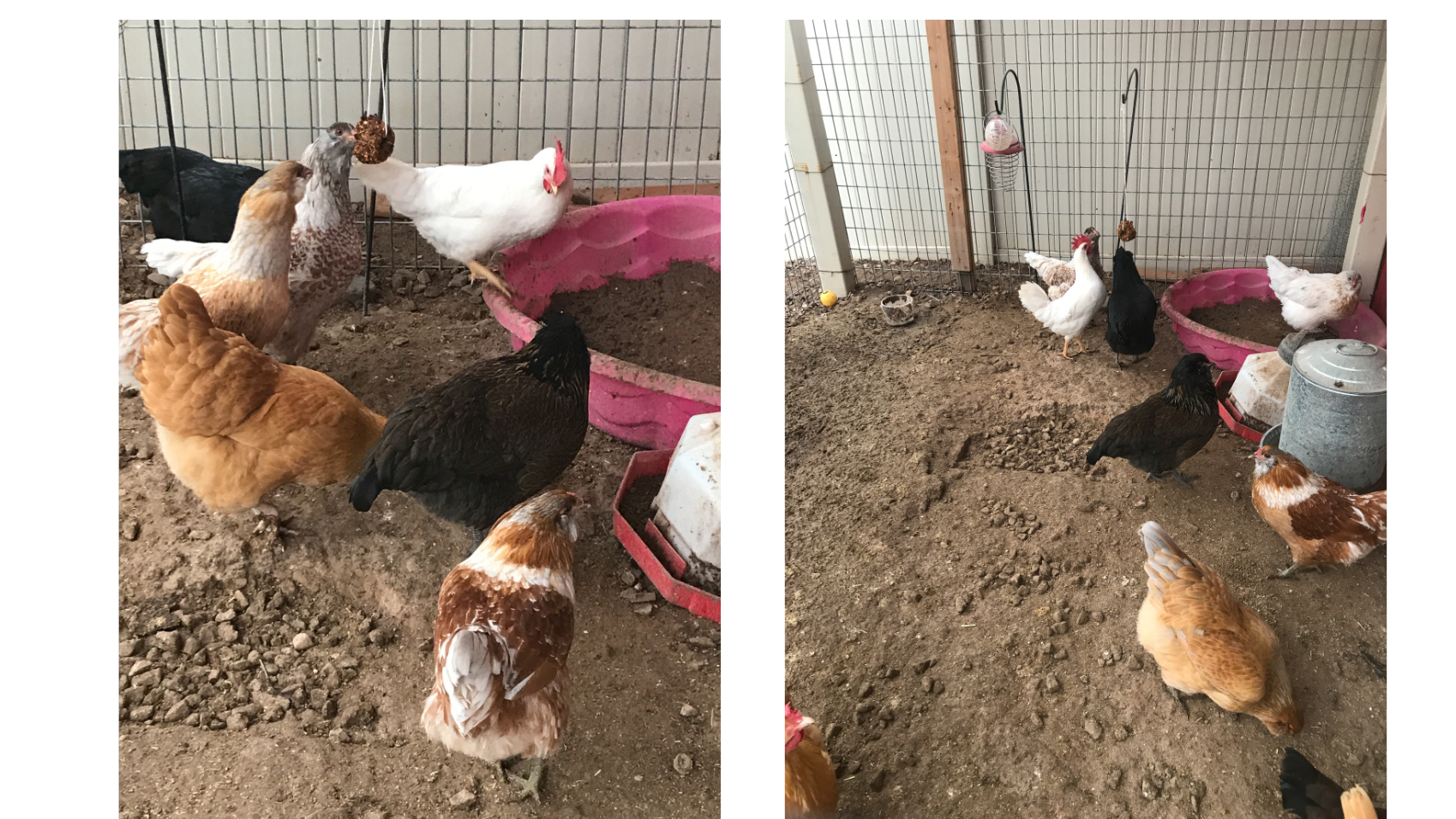 Chickens pecking at a homemade chicken flock block