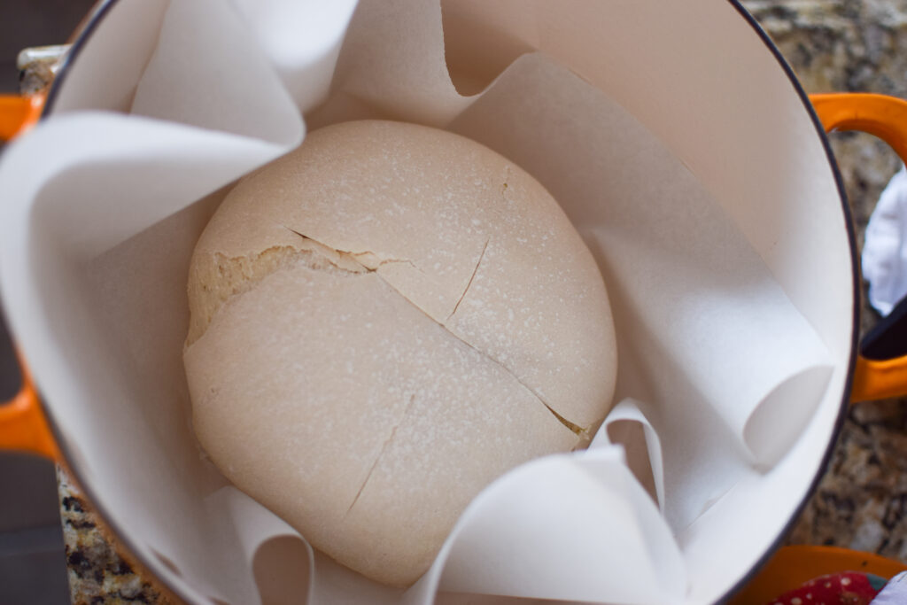 raised and slashed sourdough boule placed in a hot dutch oven using parchment paper