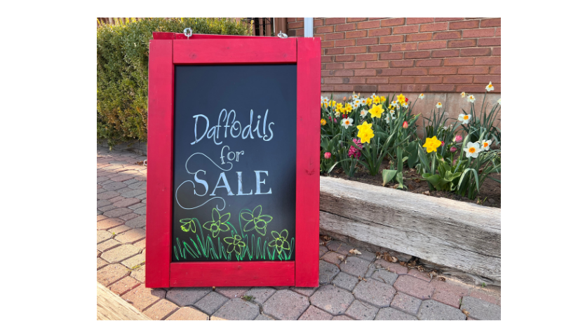 Red display board with chalkboard side out saying "Daffodils for sale"