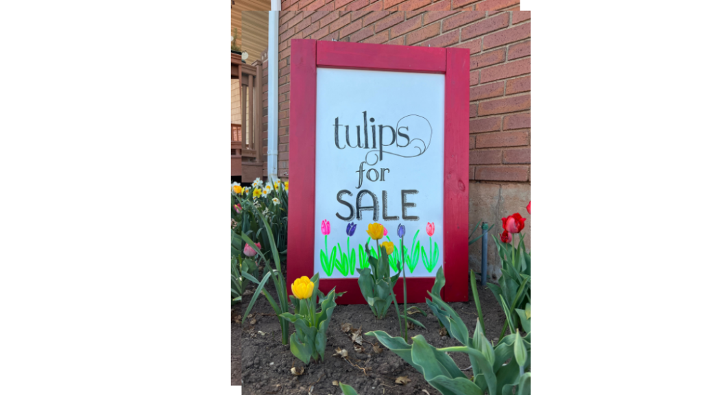 Red display board with dry erase side out saying "Tulips for sale"