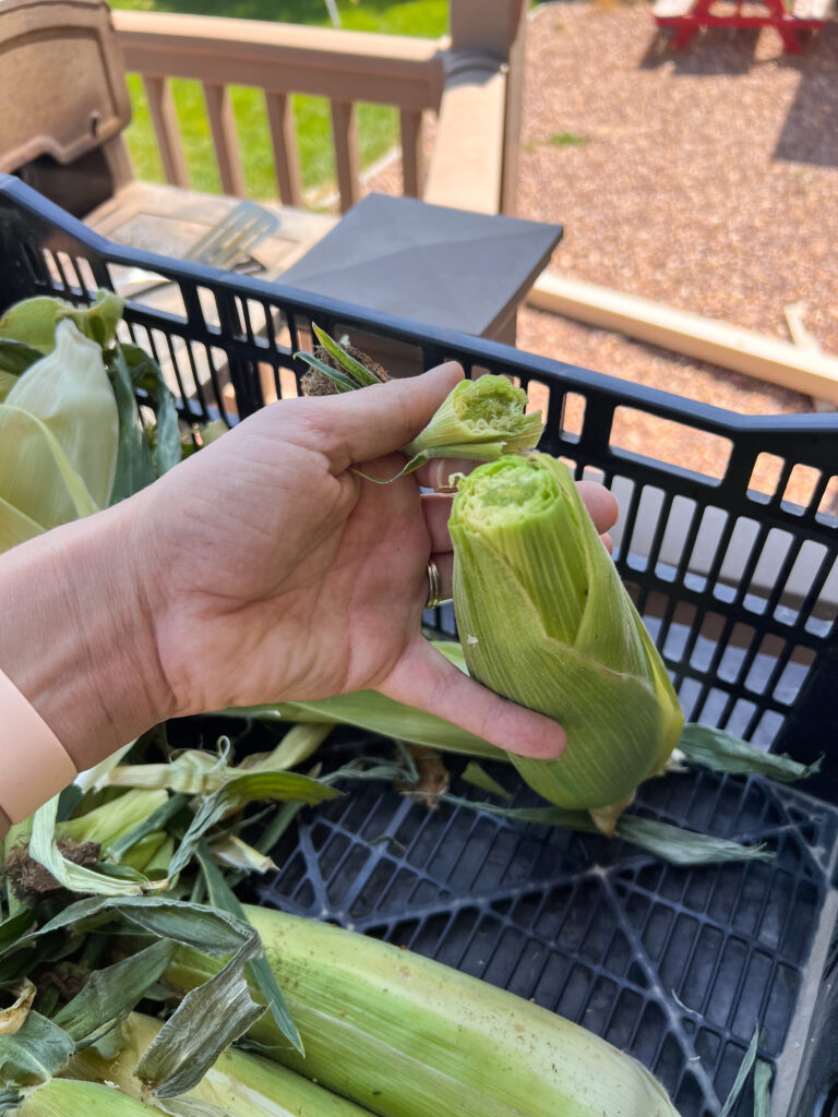 An ear of corn with the top cut off