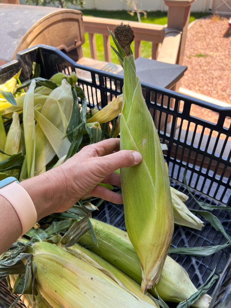 An ear of corn uncooked still in the husk