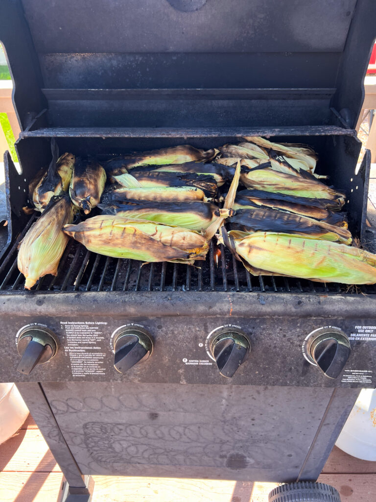 Several ears grilled corn