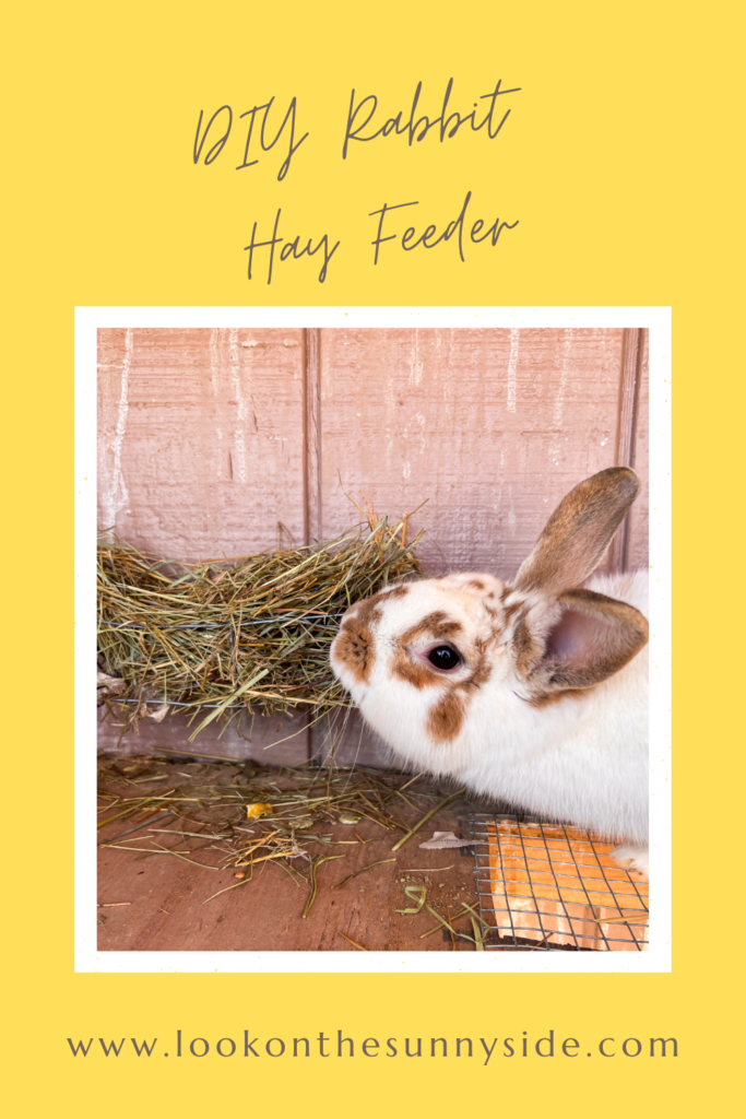Rabbit eating hay out of a wire feeder